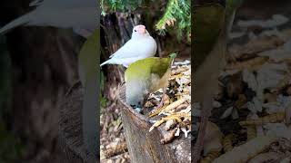 Gouldian Finch Fledgeling
