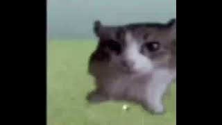 Cat go boom