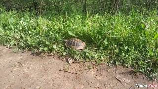 Nijuni RL - Turtle Eating Grass