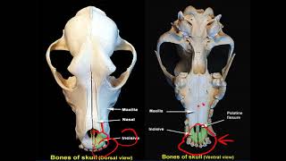 Skull bone  part 1 (veterinary anatomy) screenshot 5