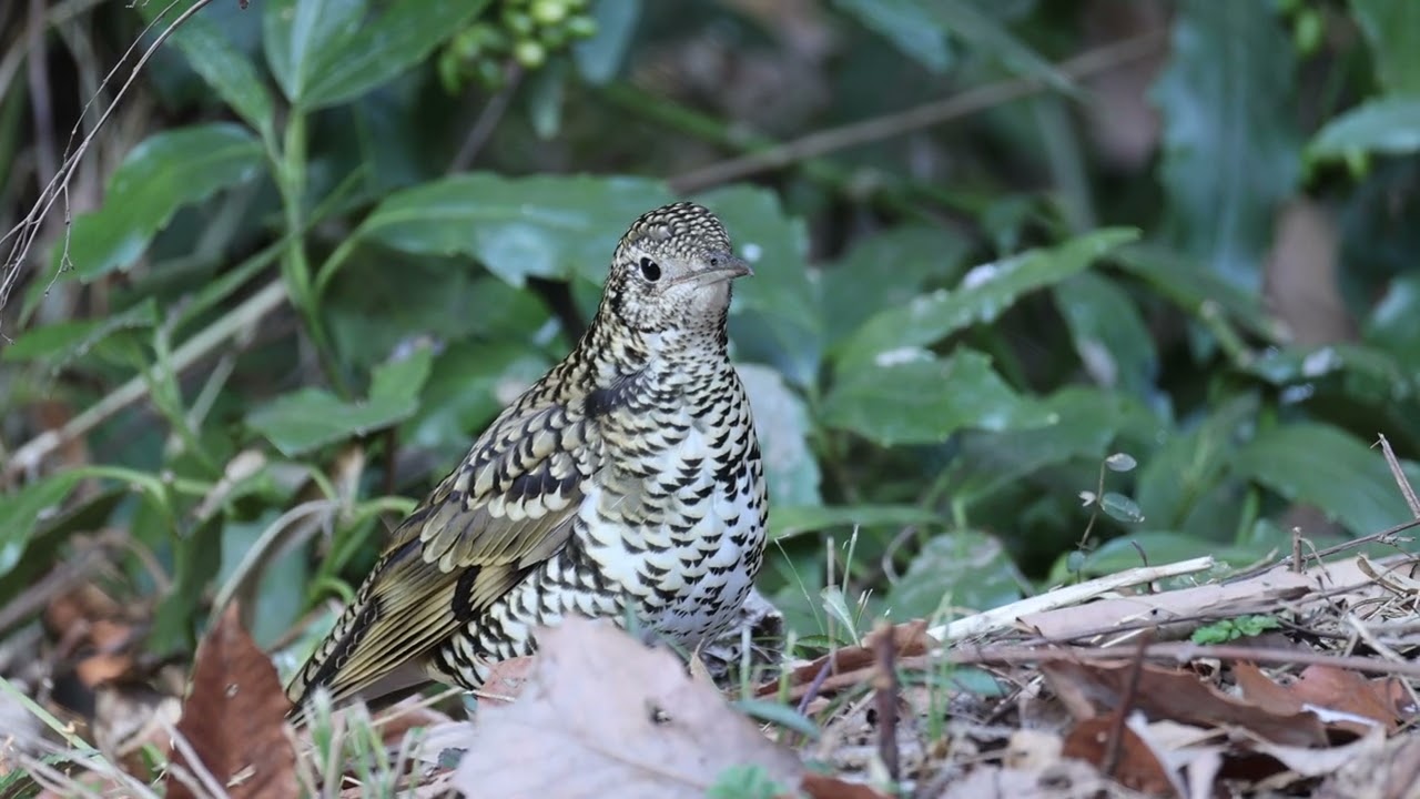 トラツグミ260205