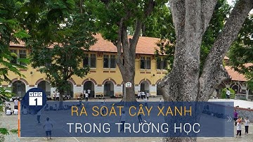 Hà Nội: Rà soát "sức khỏe" cây xanh trong trường học | VTC1