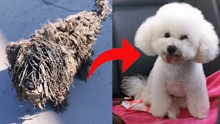 流浪狗毛發打結像一只拖把狗被救助後變成漂亮的比熊犬Stray dog's hair resembles mop, becomes beautiful after being rescued