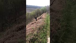 Cwmfelinfach mountain path walk with Max 🐕