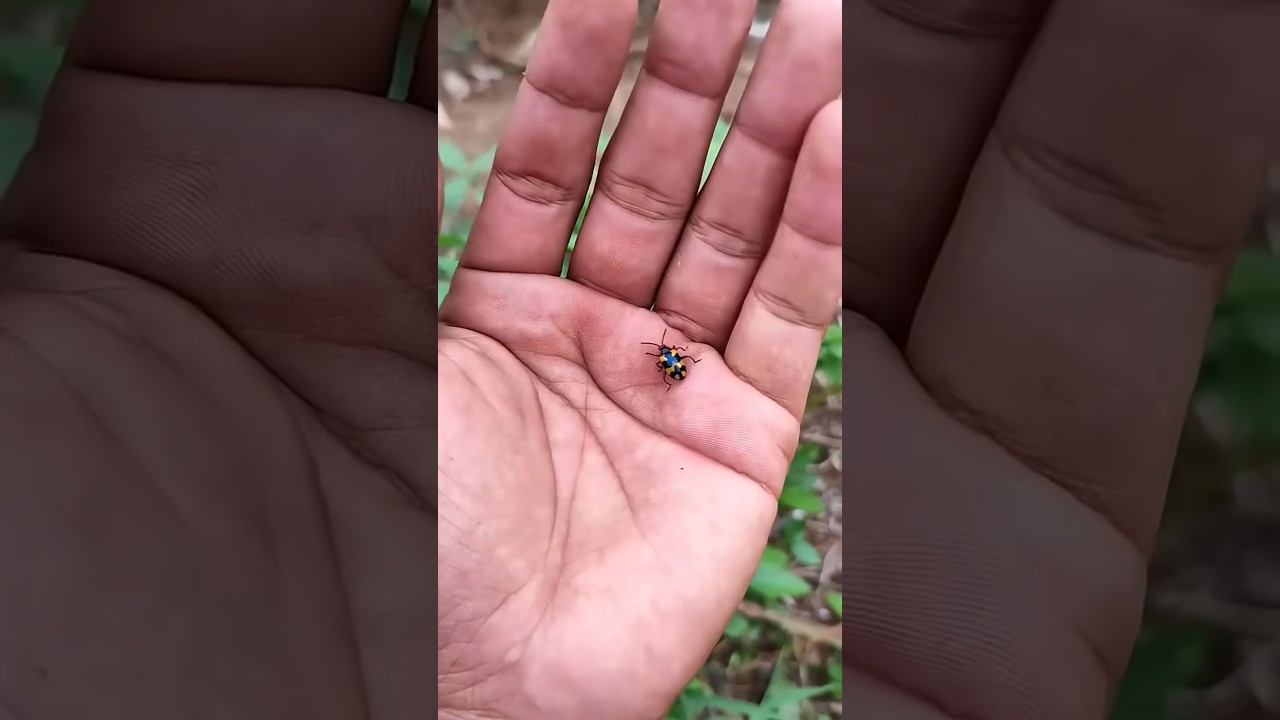 the largest shiny beetle I have ever found of its kind🦠🐞🦗#insects #nature#beautifulinsects#p1183