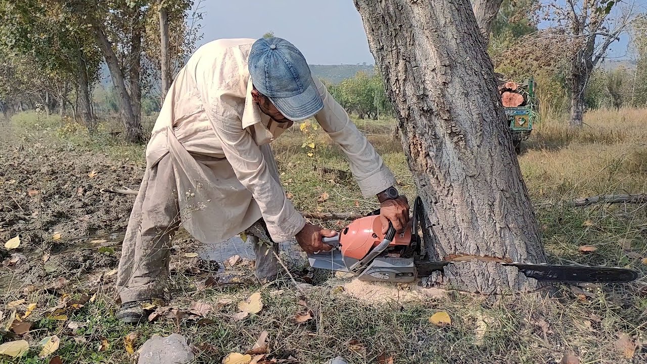 Cutting Tree 🌴 Down With Chainsaw & Amazing - YouTube