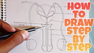 how to Draw Human Male Reproductive System Diagram step by step| Labelled Diagram