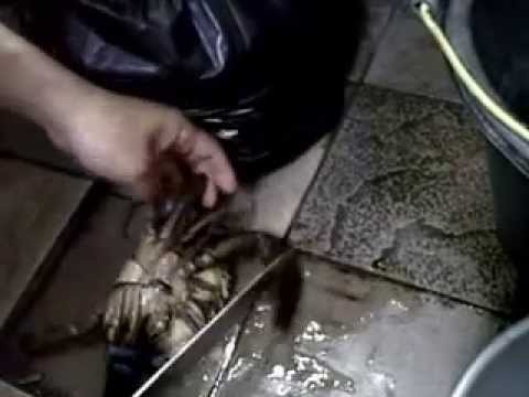 Tutorial cara membersihkan kepiting sebelum di masak YouTube Tutorial cara membersihkan kepiting sebelum di masak YouTube