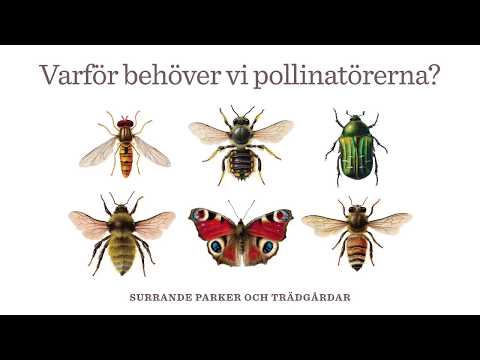 Video: Varför Behöver Vi Ordparasiter