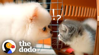 Kitten Who’d Hiss At His Dog Brother Now Loves To Play With Him | The Dodo