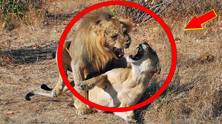 獅子交配時雄獅為什麼老是咬住雌獅脖子，看完你就知道真相，網友真心疼雌獅！喜洋洋說 - 天天要聞