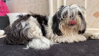 Cómo desenredar un perro lleno de nudos | Recuperación de Manto | La Casita de los Shih Tzu