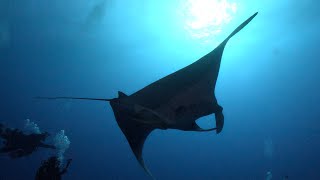 Diving Daedalus Reef - Red Sea, Egypt,  Sep2025