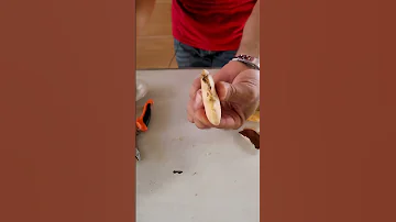 زراعة المانجو في المنزل Growing Mango Seeds مانجا Manga زراعة Mango 