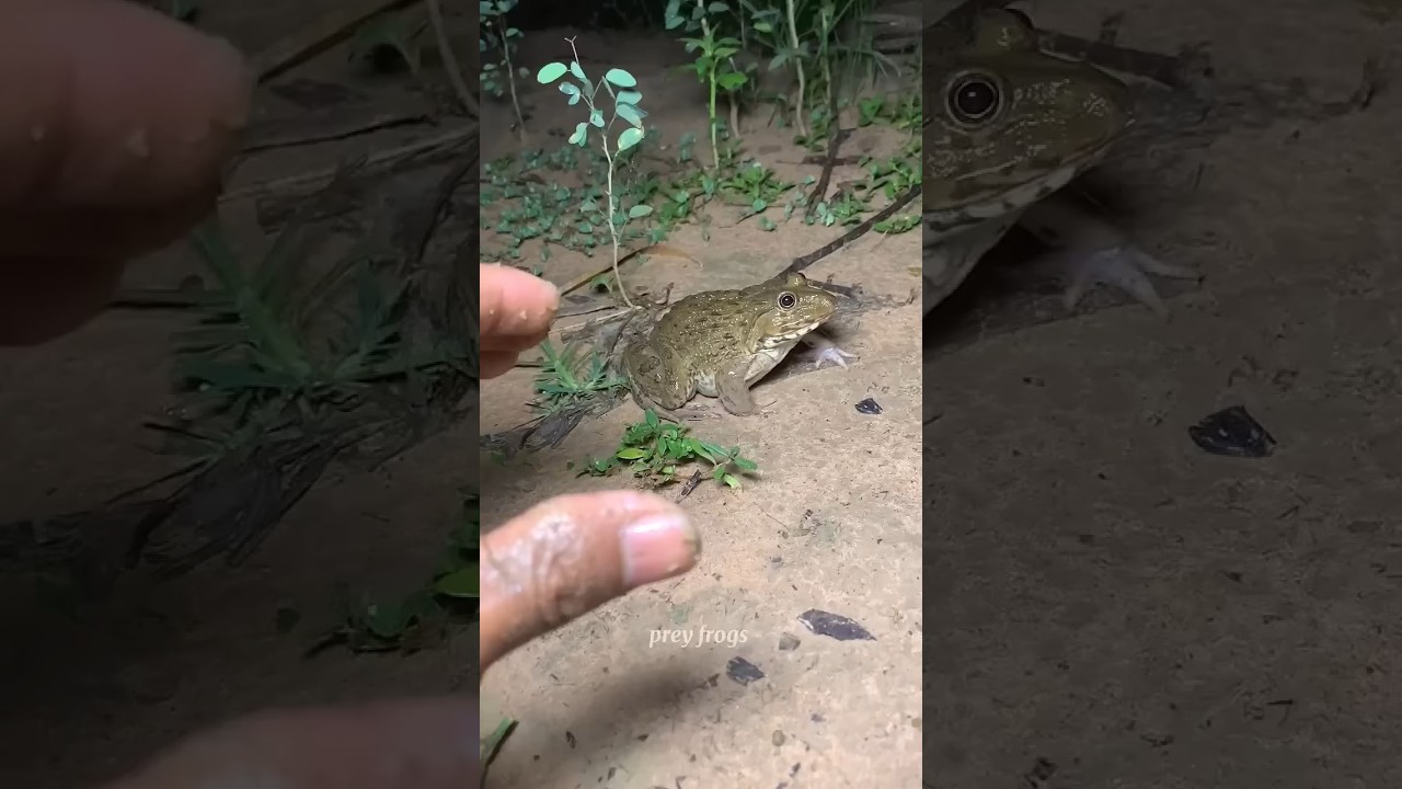 Funny Funnyvideos Fyp Pov Foryoupage Fyp Foryouytb - YouTube Auto PHP Script