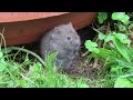 Eastern Meadow Voles in Your Backyard