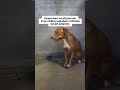 Nezuko 💔😭This 2-year-old girl is terrified. She was found running #usa #canada #rescue #london #uk