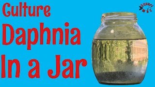 How to Culture Daphnia in a Jar