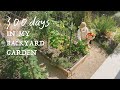 300 days in my backyard garden  vegetable harvestingslow suburb life