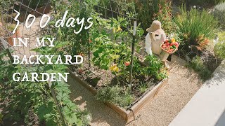 300 days in my backyard garden & vegetable harvesting｜slow suburb life