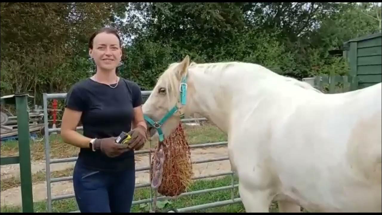 String test for horses YouTube