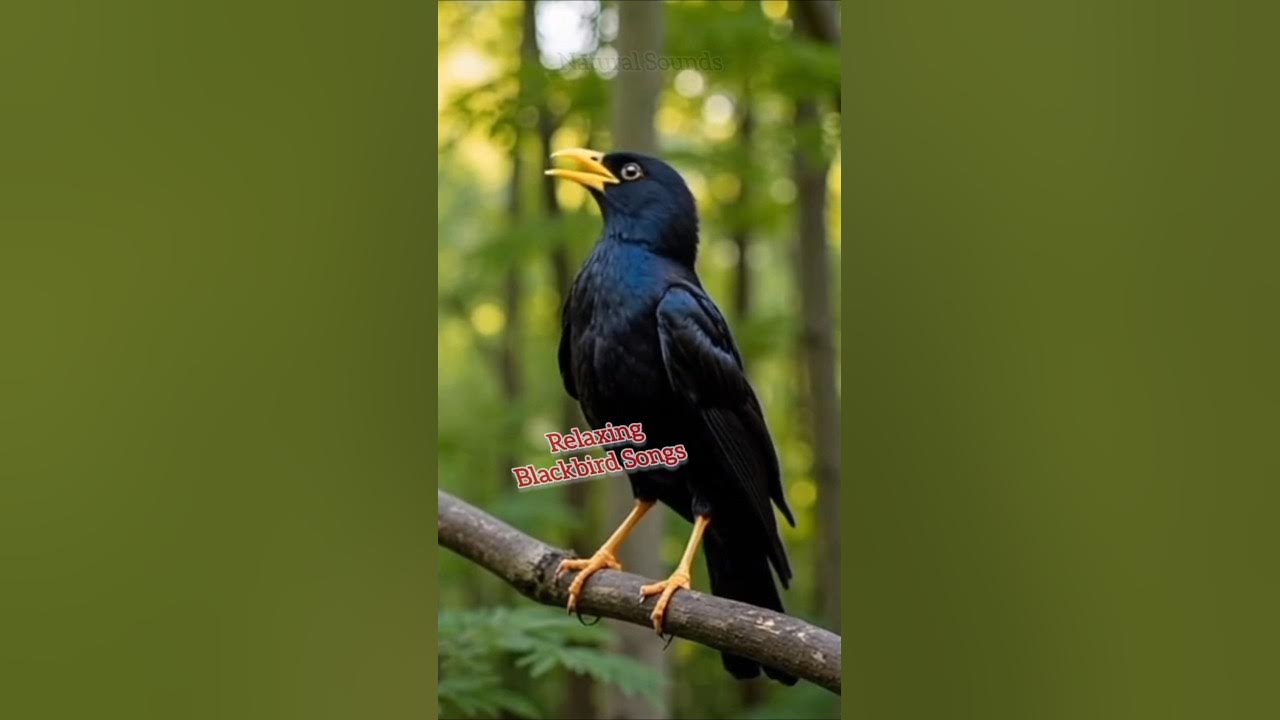 πΏ Morning Blackbird Song & Gentle Nature Sounds | Deep Relaxation & Stress Relief π΅βοΈ πΏ Morning Blackbird Song & Gentle Nature Sounds | Deep Relaxation & Stress Relief π΅βοΈ