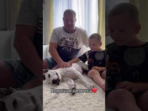 Глухая Тэффи, дед и внук❤️ #глухаясобака #dog #собаки #стаффордтэффи