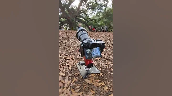 Samantha Kennedy's Angel Oak Tree