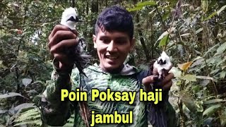Mikat burung Poksay haji dihutan sumatra