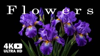 The Most Beautiful Flowers Collection 4K ULTRA HD • Relaxing music and nature sounds