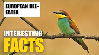 Uncovering the Amazing Facts About the  European BeeEater: | Interesting Facts | The Beast World