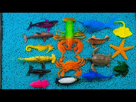 Learn Deep Sea Animals Name and their Sounds | Beautiful Sea Animals | Big Shark | My Animal Box