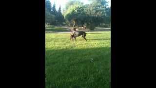 Ruby and Diamond having fun June 2, 2012