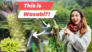 Wasabi Feast! Harvesting Fresh Wasabi  in Izu, Shizuoka!