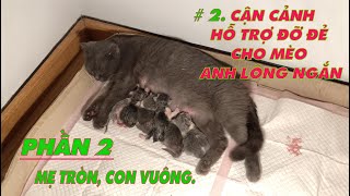 Cận Cảnh đỡ đẻ cho mèo phần 2| Give Birth to Cát | Mẹ Tròn Con Vuông | Dlohu Channel