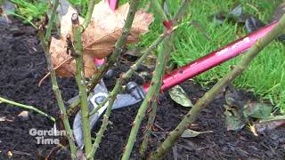 Pruning Hybrid Tea Roses