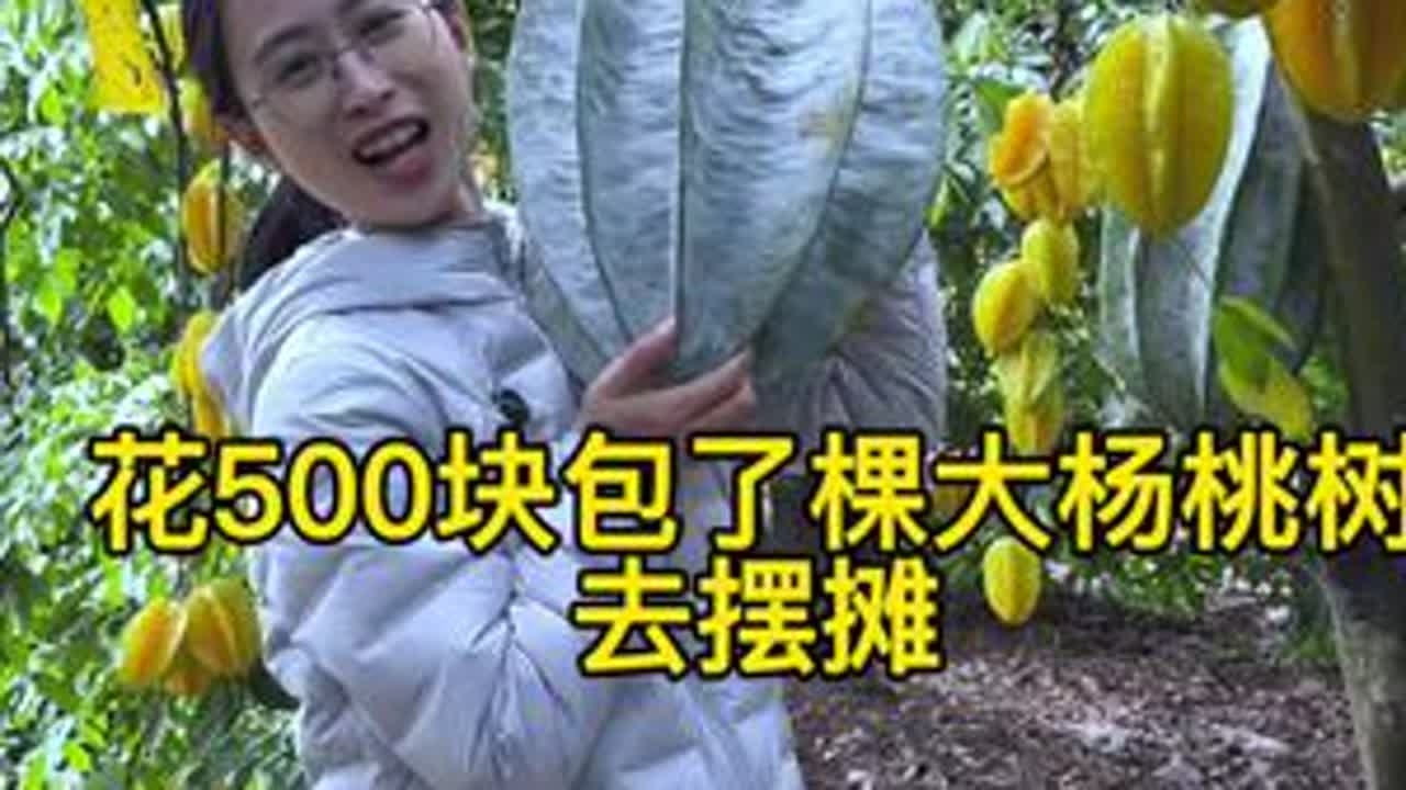 花500块包了一棵大杨桃树去摆摊。 熟悉的乡下市井里，永远藏着温情和美好#我的乡村生活 #新农人计划2026