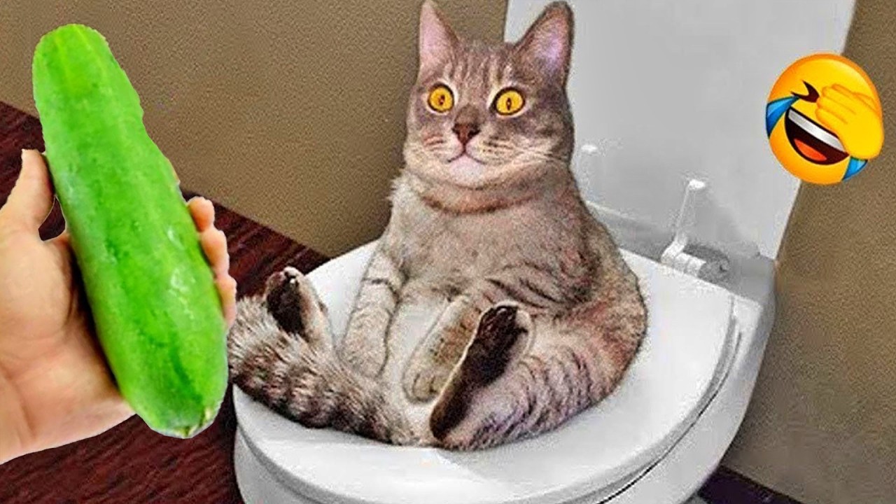 Funniest Cats and Dogs Clip 2026🍀You Laugh You Lose🦮😼