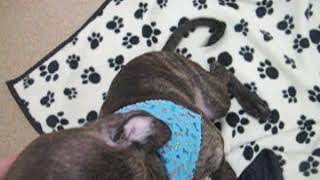 Meet Charlie A Terrier Pit Bull Currently Available For Adoption At Petango 11162017 95535