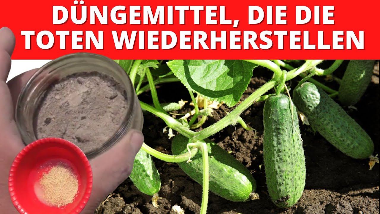 Dnger, Der Tote Gurken Wiederbelebt!!! Hefe & Asche Dnger #dnger #gurke  #auberginen - YouTube