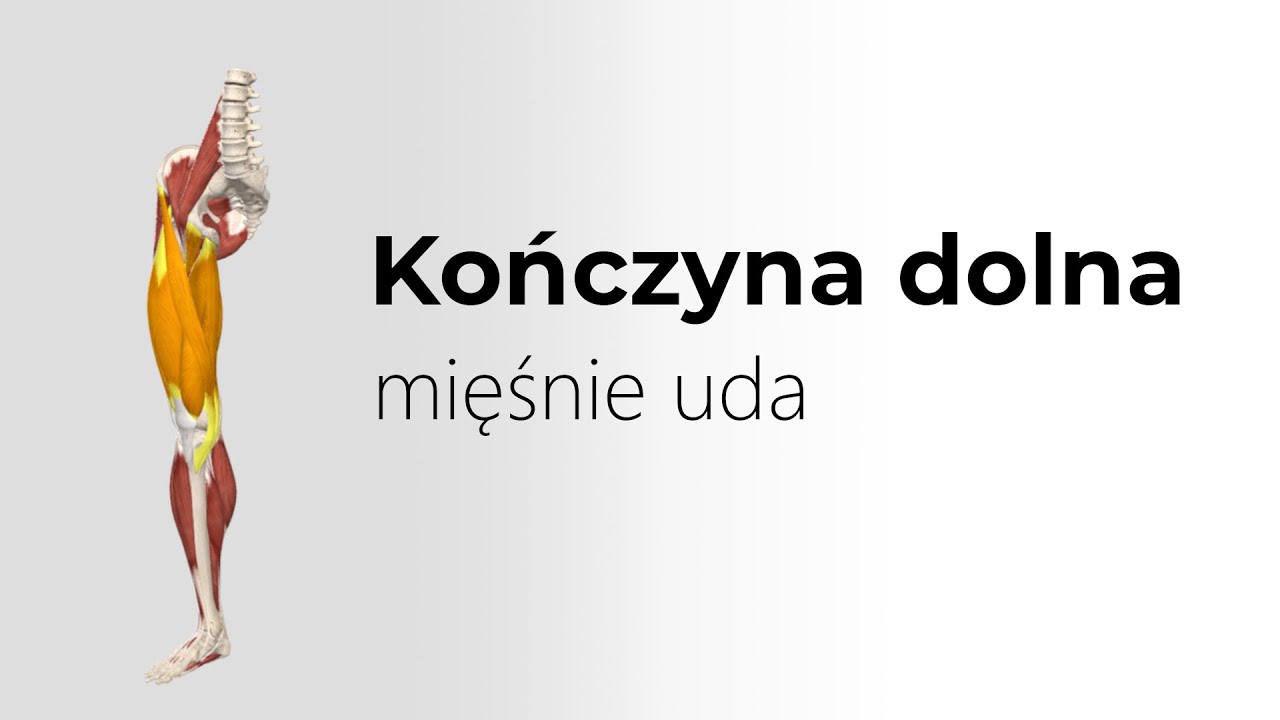 Mięśnie uda   omówienie