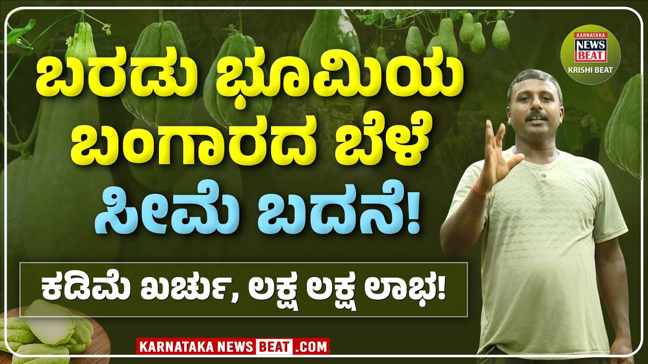 SEEME BADANE FARMING: HIGH PROFIT CROP! | ಕೈತುಂಬಾ ಹಣ ನೀಡುವ ಸೀಮೆ ಬದನೆ ಬೆಳೆ!