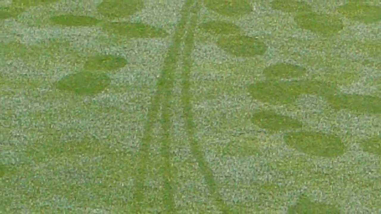 Green Reading in the dew Dynda Golf YouTube