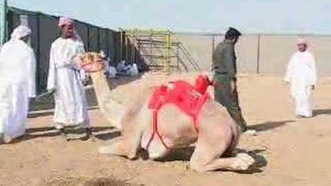 Robots replace children as camel jockeys in UAE