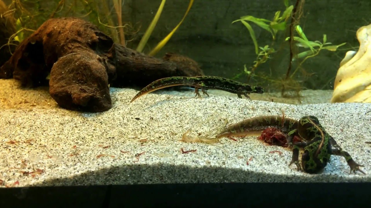 Marbled Newts eating Chironomus HD YouTube