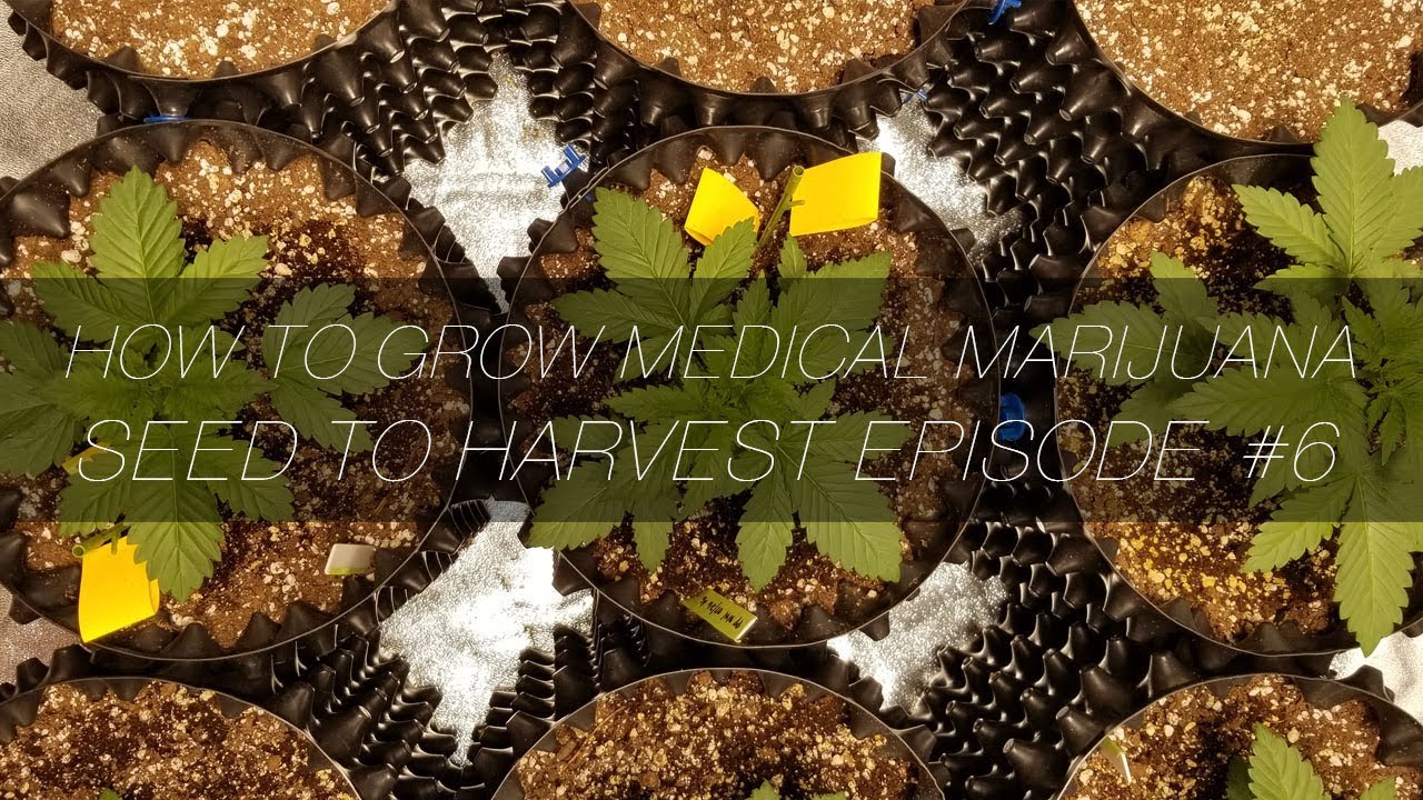 How to Grow Medical Marijuana Seed to Harvest E6 YouTube