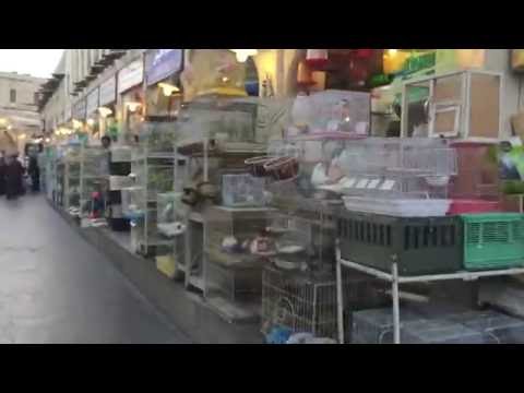 سوق الطيور في سوق واقف في قطر ١