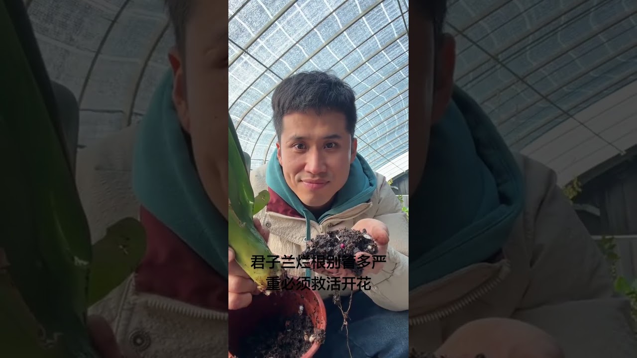 Let s record the process from the root rot of the amaryllis to its survival after treatmen