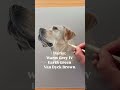 How to Draw Realistic Dog Fur with Pencil (Beginner Friendly)