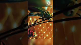 Is It Camera Broke? A Bug’s Life Bloopers